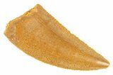 Serrated, Raptor Tooth - Real Dinosaur Tooth #294573-1